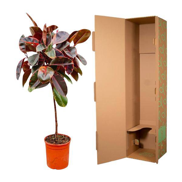 Gummibaum - Ficus Elastica Belize – auf Stiel – Zimmerpflanze – ca. 130 cm hoch – Ø24 cm – Buntes Laub – Pflegeleicht & Luftreinigend