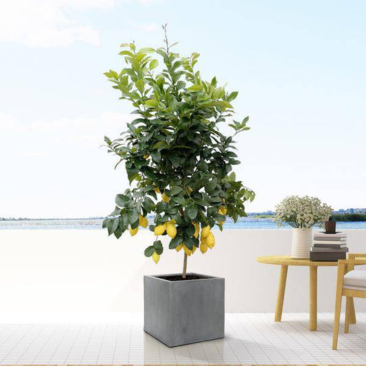 Block Topf Grau – D30cm x H30cm – Moderner Blumentopf in Würfelform – Eleganter Pflanzkübel für Innenbereiche – Stilvolle Dekoration für Pflanzen & Wohnräume