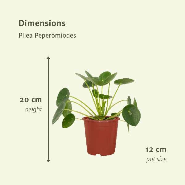 Chinesischer Geldbaum - Pilea Peperomiodes - Pfannkuchenpflanze - Zimmerpflanze - 20cm - ø12cm - 2 Stück
