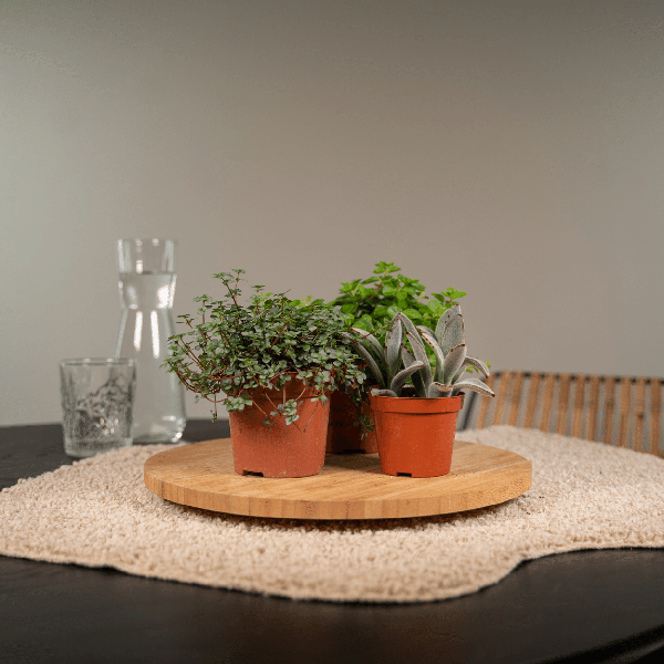 Sukkulenten Mix – 18er-Set – Ø8,5cm x H10cm – Verschiedene Arten im Kunststofftopf – Pflegeleichte Mini-Pflanzen – Für Fensterbank, Büro & DIY-Deko