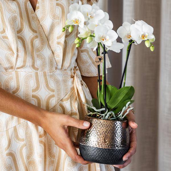 Elite Topf Kupfer Ø9cm - Ø9cm