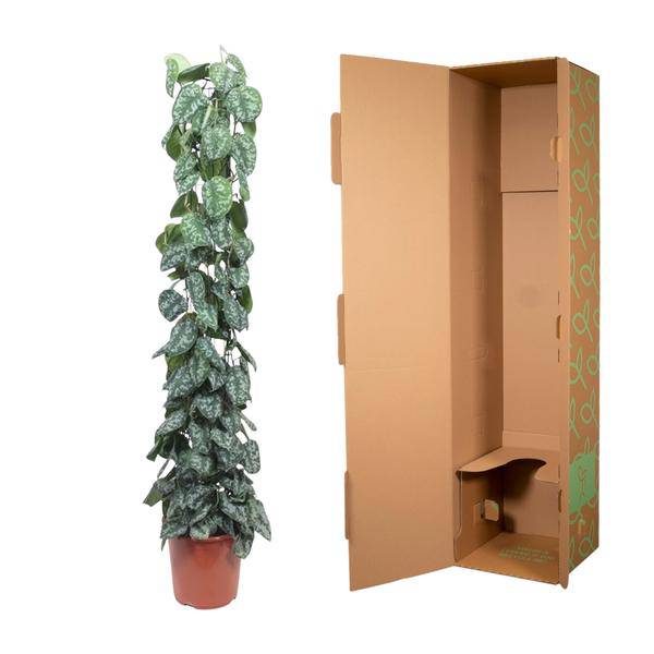 Efeutute – Scindapsus Pictus Trebie – Zimmerpflanze – 160cm – Ø27cm – pflegeleichte Kletterpflanze mit silber gemusterten Blättern