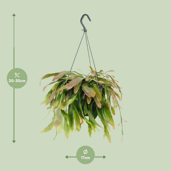 Korallenkaktus - Rhipsalis Rote Koralle - Zimmerpflanze - Ø17cm - ↕25cm