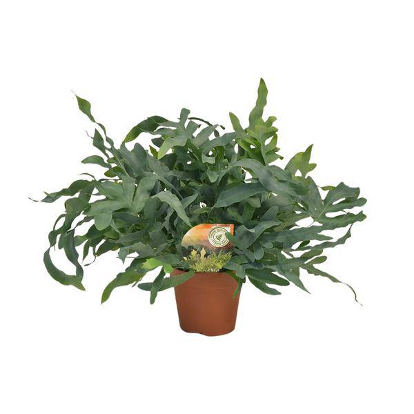 Tüpfelfarn - Phlebodium aureum 'Blue Star' - Zimmerpflanze - Ø17cm - ↕60cm