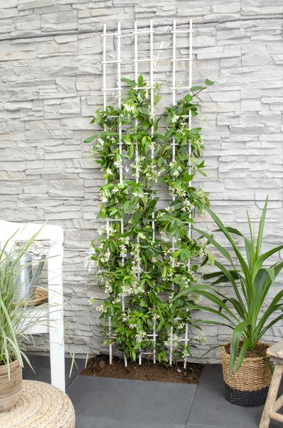 Sternjasmin Trachelospermum 'Star of Venice' – Weiß – Immergrüne Kletterpflanze – ca. 65cm Höhe – Duftender mediterraner Jasmin für Terrasse & Balkon