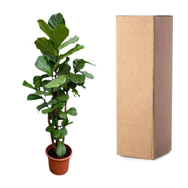 Geigen-Feige – Ficus Lyrata – Zimmerpflanze 220cm – Ø40cm – XXL-Designpflanze mit großen geigenförmigen Blättern – Exklusive Kübelpflanze für Wohnzimmer, Büro & Wintergarten – Pflegeleicht