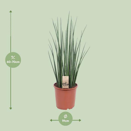 Bogenhanf - Sansevieria Mikado - Zimmerpflanze - Ø19cm - ↕70cm