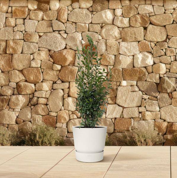 Echter Lorbeer - Laurus nobilis Strauch - 210cm - ø50cm