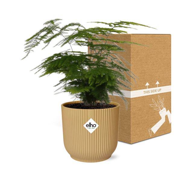 Feder-Spargel Asparagus Setaceus 'Plumosus' – Zimmerpflanze inkl. Ziertopf Vibes Fold Gelb Ø14cm – Elegantes federartiges Laub – Pflegeleicht & dekorativ – Für Wohnzimmer & Büro