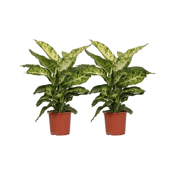 Dieffenbachia Mars – Dieffenbachie – 2 Pflanzen – Zimmerpflanze – Ø17cm – ↕50cm – Tropisches Grün mit gemusterten Blättern – Pflegeleicht für Wohnzimmer Büro