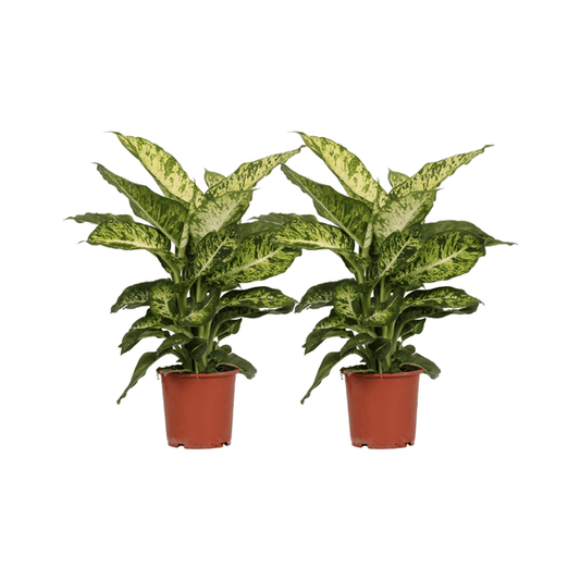 Dieffenbachia Mars – Dieffenbachie – 2 Pflanzen – Zimmerpflanze – Ø17cm – ↕50cm – Tropisches Grün mit gemusterten Blättern – Pflegeleicht für Wohnzimmer Büro