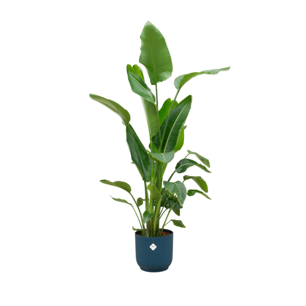 Strelitzia Nicolai – Baum-Strelitzie – ca. 180cm hoch – Ø30cm – Inkl. Pflanztopf Vibes Fold Rund Blau – XXL Zimmerpflanze mit großen Blättern – Tropische Grünpflanze für Wohnzimmer & Büro