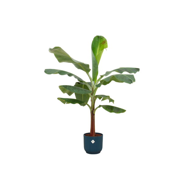 Kombi-Angebot - Bananenpflanze - Musa - inklusive Topf Vibes Fold Round blau Ø22 - 120 cm