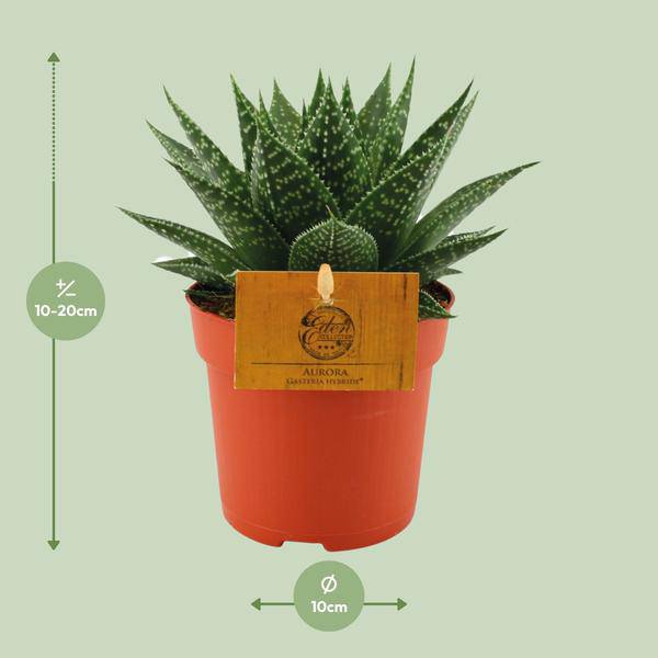 Sukkulente - Gasterie Hybride Aurora - Zimmerpflanze - Ø11cm - ↕15cm