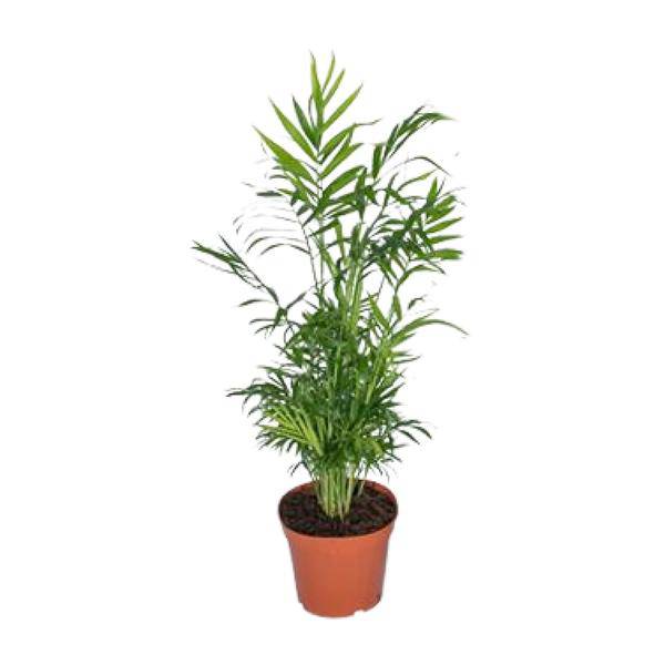 Mexikanische Bergpalme – Chamaedorea Elegans – Ø17cm x H55cm – Pflegeleichte Zimmerpalme – Für Halbschatten – Luftreinigend – Im Pflanztopf – Direkt aus der Gärtnerei