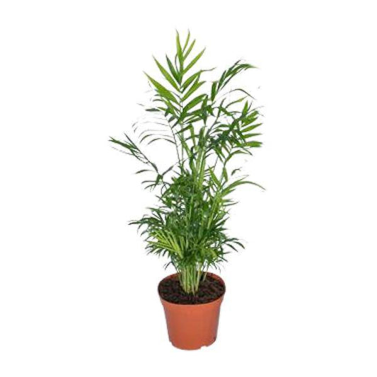 Mexikanische Bergpalme – Chamaedorea Elegans – Ø17cm x H55cm – Pflegeleichte Zimmerpalme – Für Halbschatten – Luftreinigend – Im Pflanztopf – Direkt aus der Gärtnerei