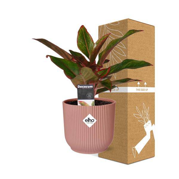 Kolbenfaden - Aglaonema Kreta - Zimmerpflanze + Topf Vibes Fold 14cm Rosa
