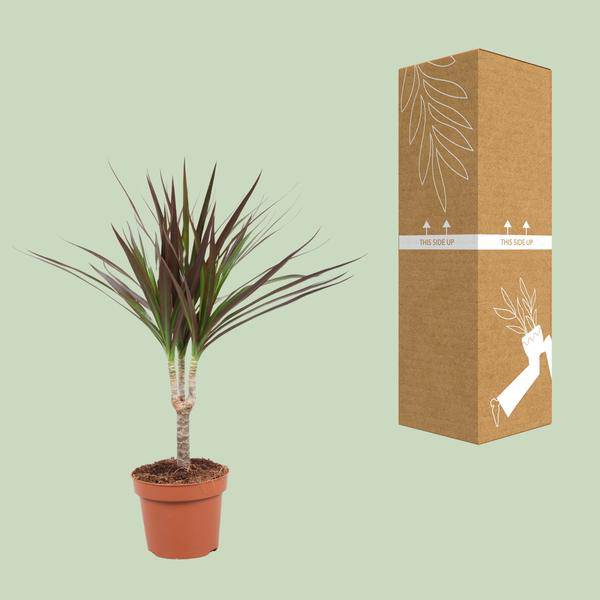 Drachenbaum - Dracaena Magenta - Zimmerpflanze - Ø12cm - ↕50cm