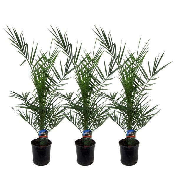 Phoenix Canariensis - Kanarische Dattelpalme - Zimmerpflanze - ↕80cm - Ø15cm - 3 Stück