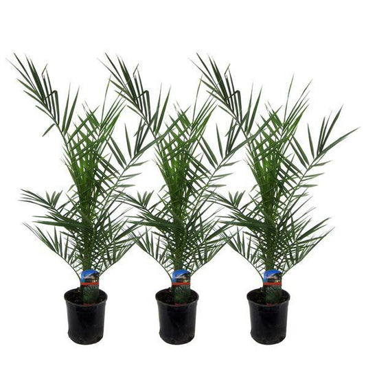 Phoenix Canariensis – Kanarische Dattelpalme – Zimmerpflanze – Ø15cm – Höhe ca. 80cm – 3 Pflanzen – Tropische Palme für Wohnzimmer, Wintergarten und Terrasse