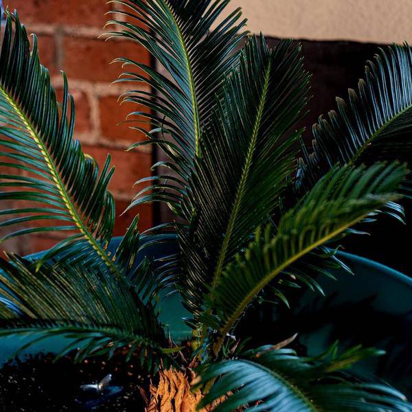 Mediterrane Blumenerde 40 Liter – Premium Erde für mediterrane Pflanzen – Mit RhizoPlus Mykorrhiza – Ideal für Olivenbäume, Zitruspflanzen & Palmen – Optimales Wassermanagement & Nährstoffversorgung