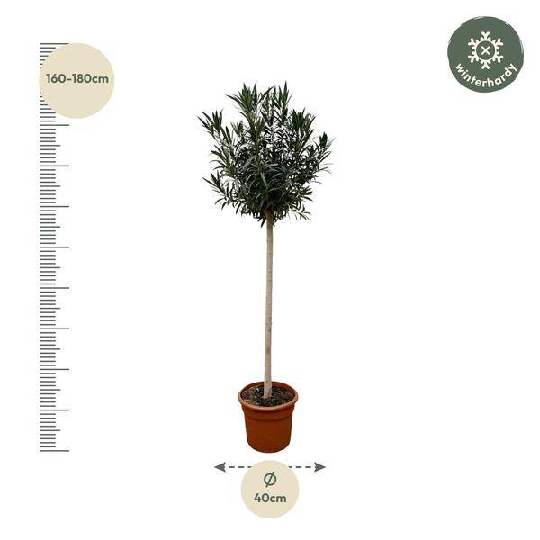 Rosenlorbeer – Nerium Oleander mit weißer Blüte 170cm – Ø40cm – Mediterrane Kübelpflanze – Immergrüne Zierpflanze für Garten, Terrasse & Balkon – Pflegeleicht