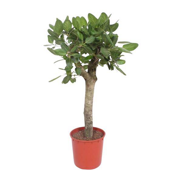 Banyan-Feige - Ficus Benghalensis - 150cm - ø34cm