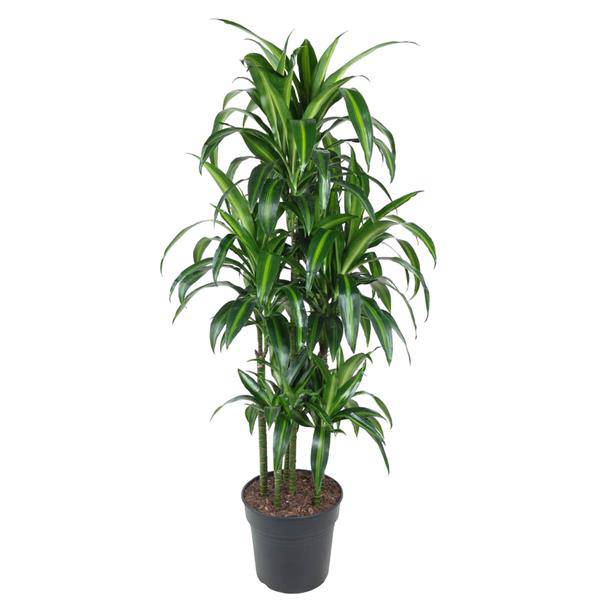 Drachenbaum - Dracaena Hawaiiana Karussell - Zimmerpflanze - 150cm - ø31cm