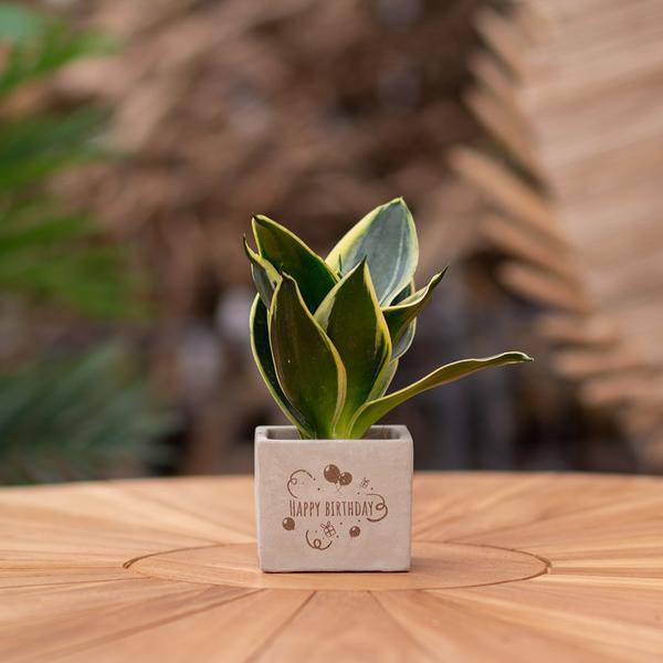 Geschenk Pflanze Sansevieria – Happy Birthday Botschaft – Zimmerpflanze im Design Blumentopf – Persönliches Geburtstagsgeschenk statt Blumenstrauß – Luftreinigend & pflegeleicht