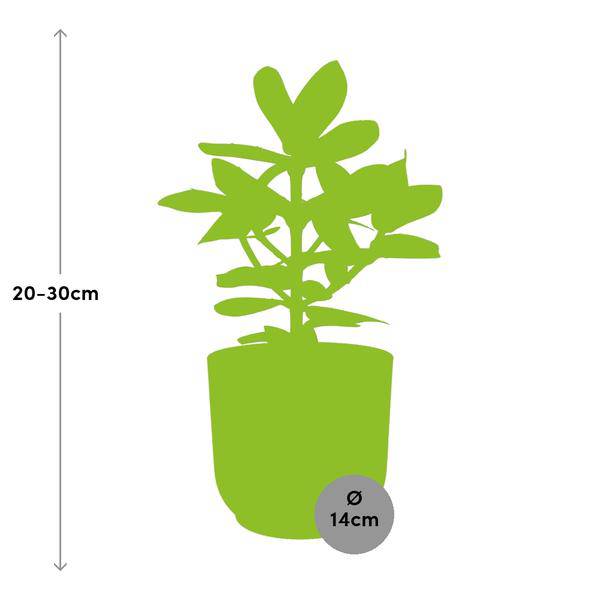 Balsamapfel - Clusia Princess - Zimmerpflanze + Topf Vibes Fold 14cm Gelb