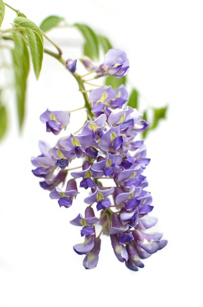 Chinesischer Blauregen - Wisteria sinensis 'Prolific' Glyzinie - Ø15cm - ↕65cm