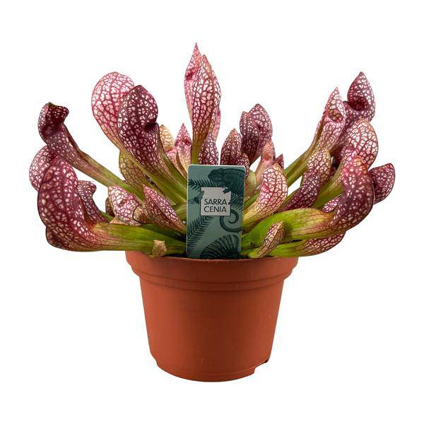 Schlauchpflanze - Sarracenia Scarlet Belle - Zimmerpflanze - Ø12cm - ↕40cm