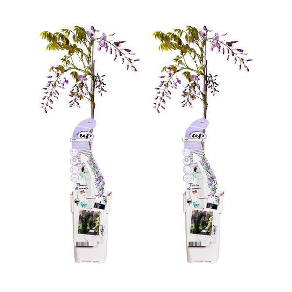 Chinesischer Duft-Blauregen - Wisteria sinensis 'Caroline' - ↨65cm - Ø15cm - 2 Stück