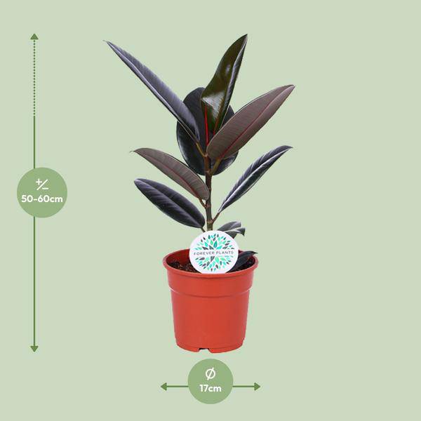 Gummibaum - Ficus Elastica Abidjan - Zimmerpflanze - Ø17cm - ↕55cm