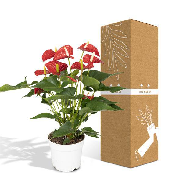 Flamingoblume - Anthurium Rot - Zimmerpflanze - Ø17cm - ↕55cm – Elegante rote Blüten – Pflegeleichte Zimmerpflanze