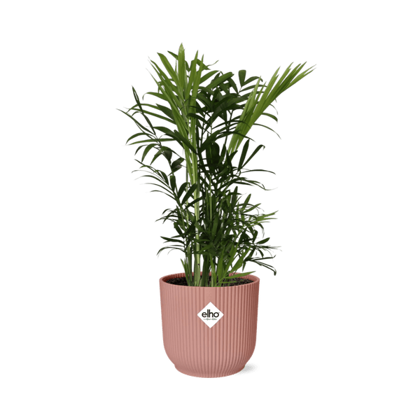 Mexikanische Bergpalme - Chamaedorea Elegans - Zimmerpflanze + Topf Vibes Fold 14cm Rosa