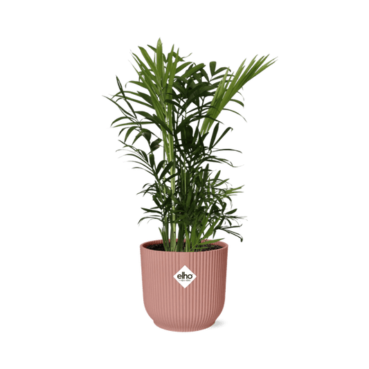 Mexikanische Bergpalme - Chamaedorea Elegans - Zimmerpflanze + Topf Vibes Fold 14cm Rosa