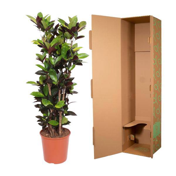 Wunderstrauch - Codiaeum Iceton Croton Iceton - Zimmerpflanze - 140 cm - ø27cm