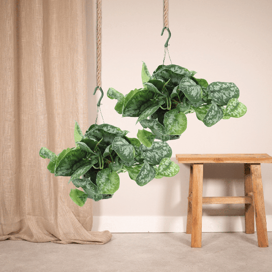 Efeutute - Scindapsus Pictus Trebie Epipremnum - Ø15cm - ↕25cm - 2 Stück