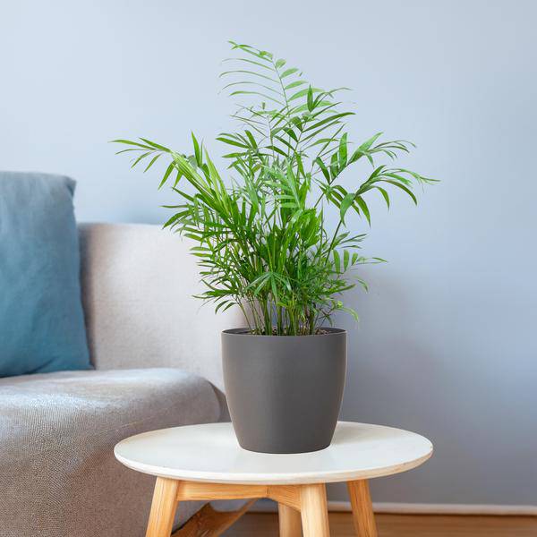 Chamadorea Elegans Mexikanische Bergpalme – Zimmerpflanze ca. 55cm – Ø17cm – In biologisch abbaubarem Topf Viber Grau – Federleichte, pflegeleichte Zimmerpalme für indirektes Licht
