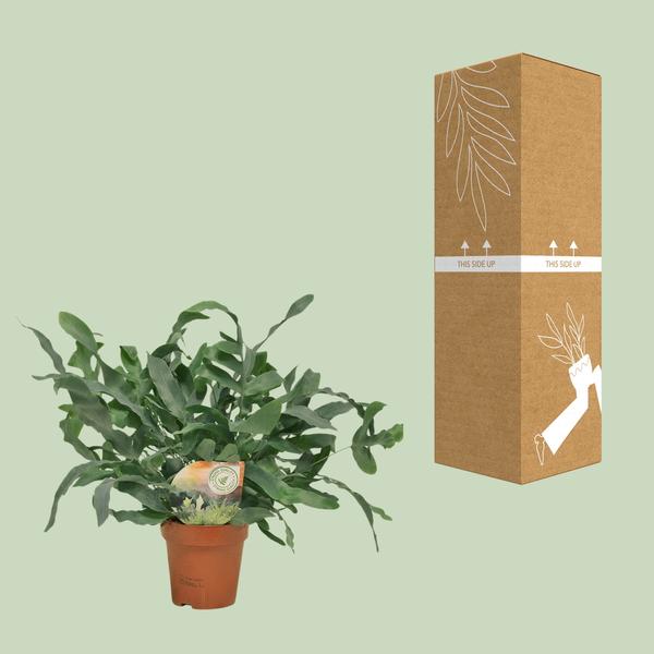 Tüpfelfarn – Phlebodium Blue Star – Ø12cm – 35cm hoch – Zimmerpflanze – Dekorativ & Robust