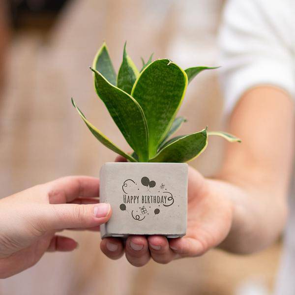 Geschenk Pflanze Sansevieria – Happy Birthday Botschaft – Zimmerpflanze im Design Blumentopf – Persönliches Geburtstagsgeschenk statt Blumenstrauß – Luftreinigend & pflegeleicht