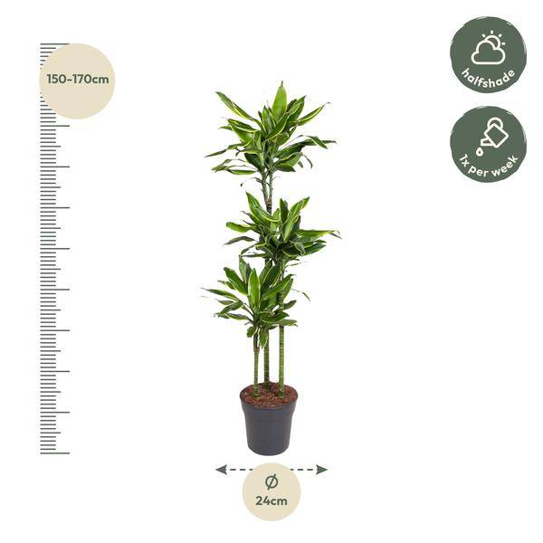 Drachenbaum - Dracaena Golden Coast - Zimmerpflanze - 160cm - ø24cm