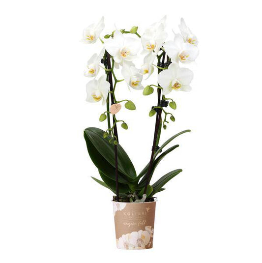 Weiße Phalaenopsis-Orchidee Niagara Fall – Ø9cm – Blühende Zimmerpflanze – Luxuriöse, langlebige weiße Blüten – 35-40cm hoch