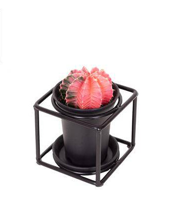 Kaktus im Designrahmen – Zimmerpflanze – Ø10cm – ↕12cm – Pflegeleicht & dekorativ – Minimalistische Wand- & Tischdeko