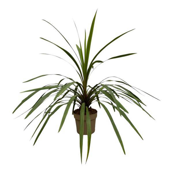 Cordyline Peko – Berg-Keulenlilie – Zimmerpflanze – Ø24cm – Höhe ca. 90cm – tropische Zierpflanze mit grünen und rosafarbenen Blättern