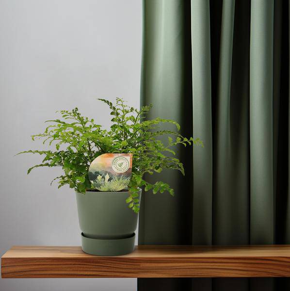 Nestfarn - Asplenium Parvati - Zimmerpflanze - Ø12cm - ↕35cm