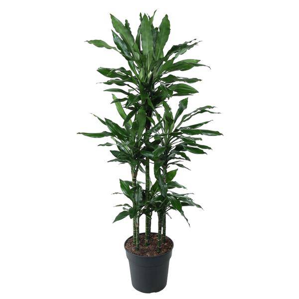Drachenbaum - Dracaena Janet Lind Karussell - 140 cm - ø31cm