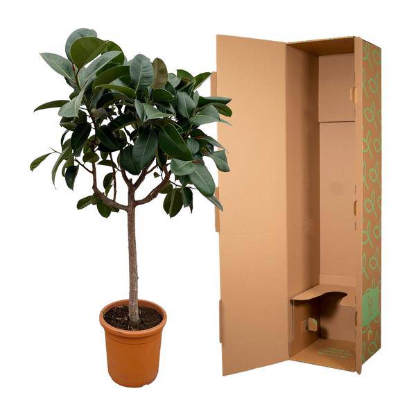 Gummibaum – Ficus Elastica Robusta – 200 cm hoch – Ø40 cm Topf – Große Zimmerpflanze mit glänzenden Blättern – Pflegeleicht & luftreinigend – Ideal für Wohnzimmer & Büro