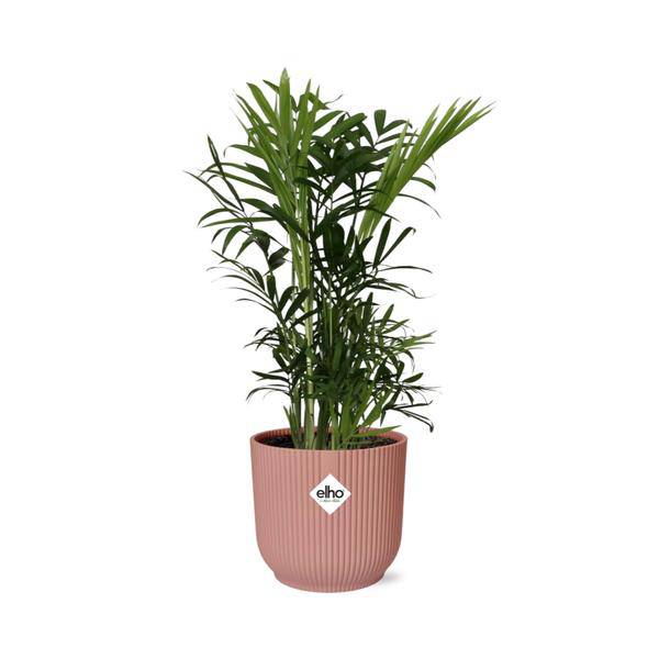 Mexikanische Bergpalme - Chamaedorea Elegans - Zimmerpflanze + Topf Vibes Fold 14cm Rosa